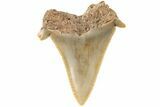 Bargain, Serrated Angustidens Tooth - Megalodon Ancestor #202409-1